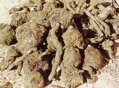 金陽(yáng)白魔芋