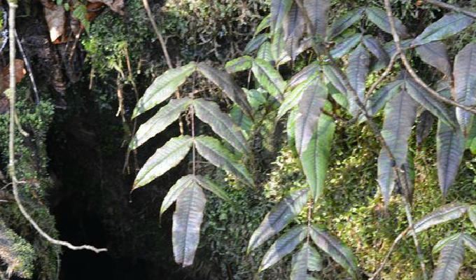 龍頭節(jié)肢蕨