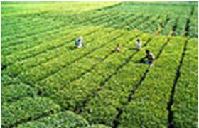 葛城鎮(zhèn)