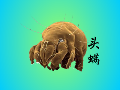 剪發(fā)蟲