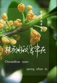 桂花开放春常在