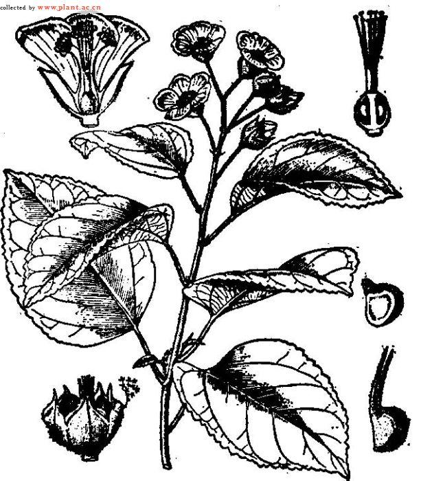 榛葉黃花棯