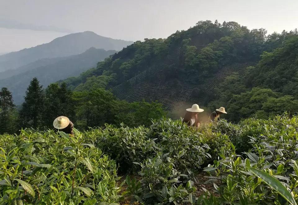 黃山市猴坑茶業(yè)有限公司