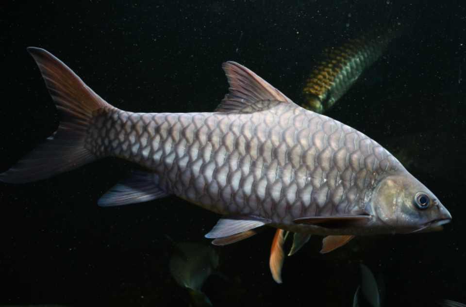 中國(guó)結(jié)魚