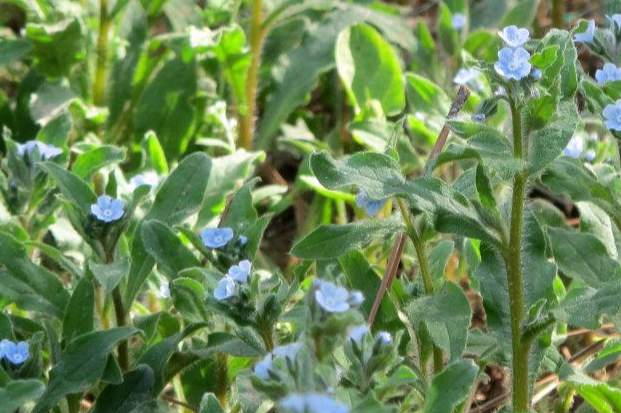 長(zhǎng)蕊斑種草