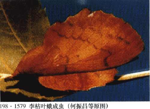 李枯叶蛾