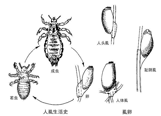 陰虱科