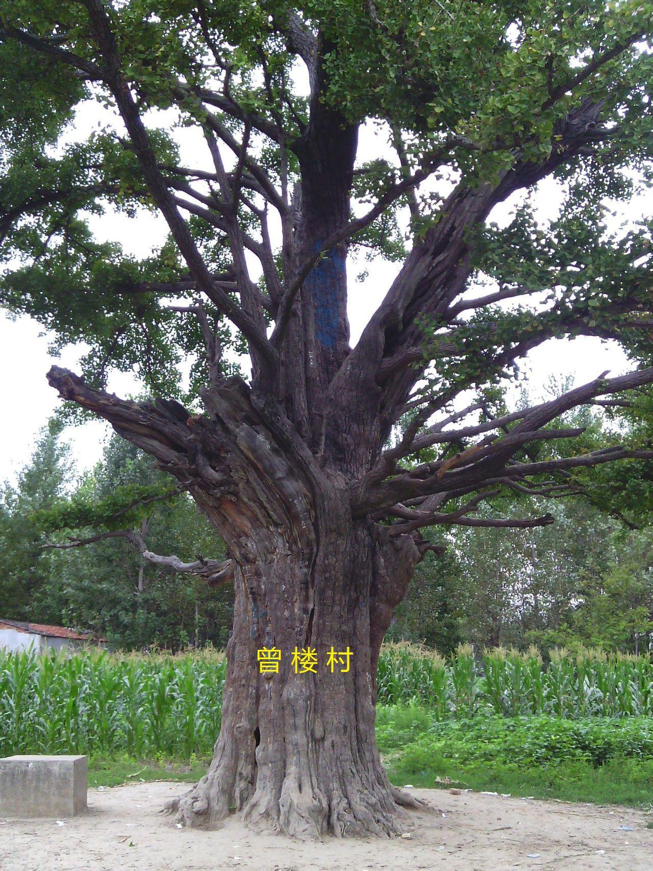 曾樓村