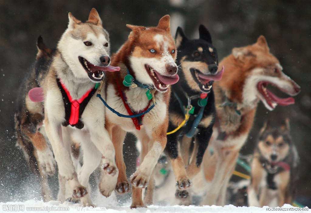 艾迪塔羅德狗拉雪橇比賽