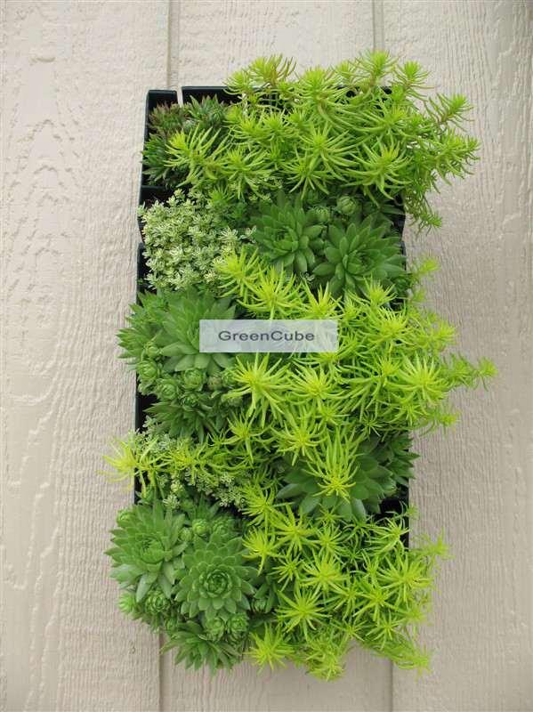 植物壁画