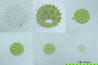 短棘盤(pán)星藻