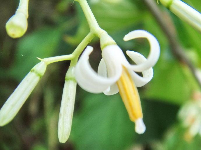 八角枫花