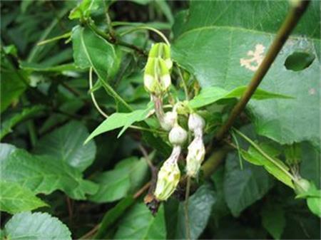 木里吊灯花