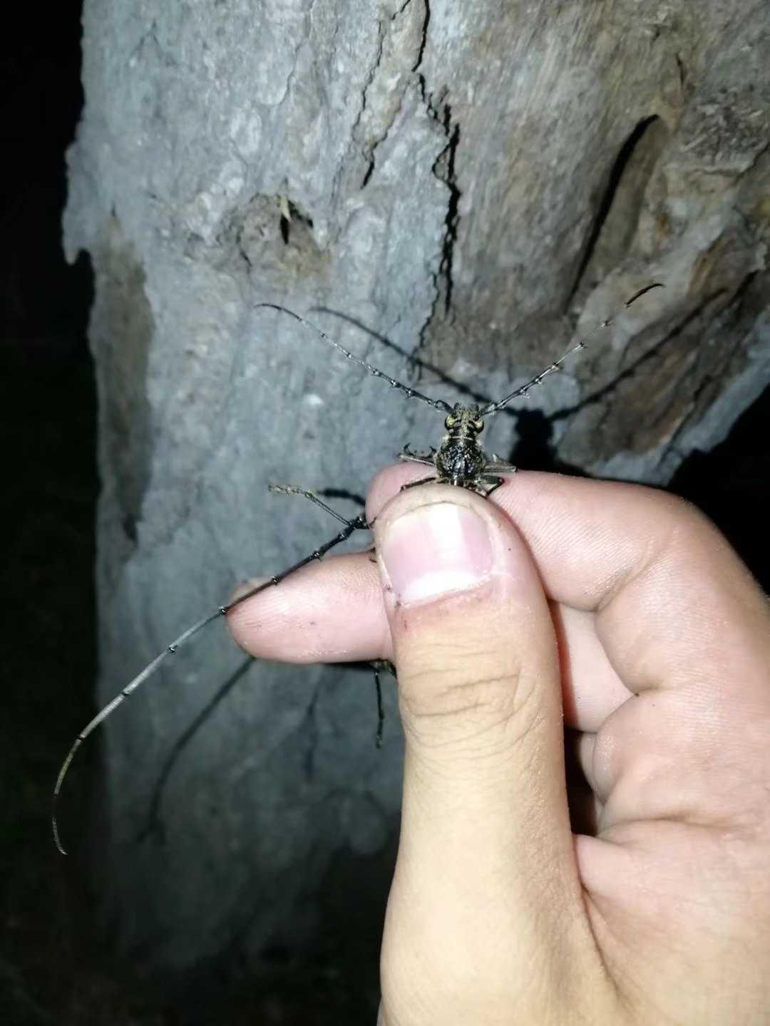 刺角天牛