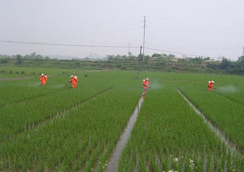 均桥村