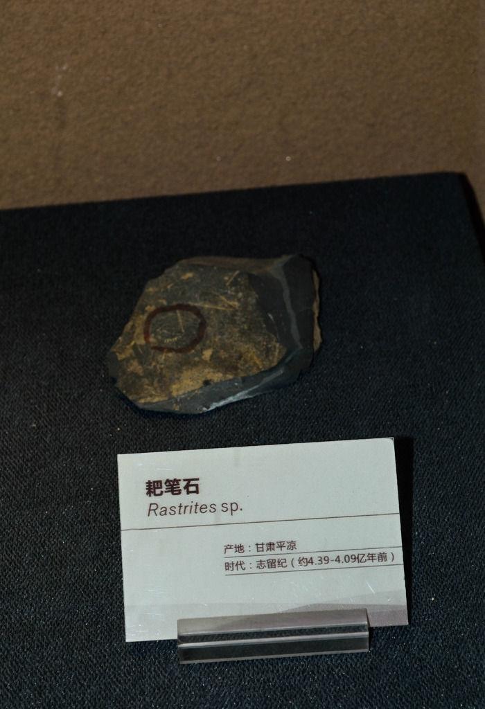 耙笔石