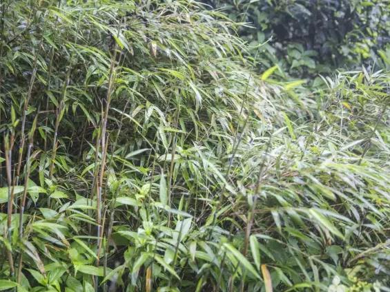 白背玉山竹