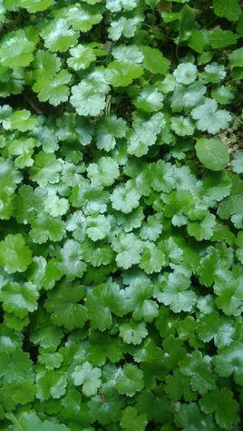 江西金錢(qián)草