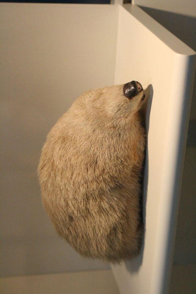 金鼹科