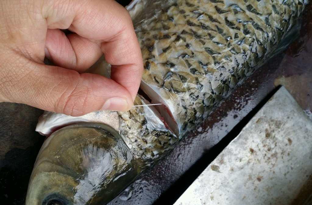 魚腥線