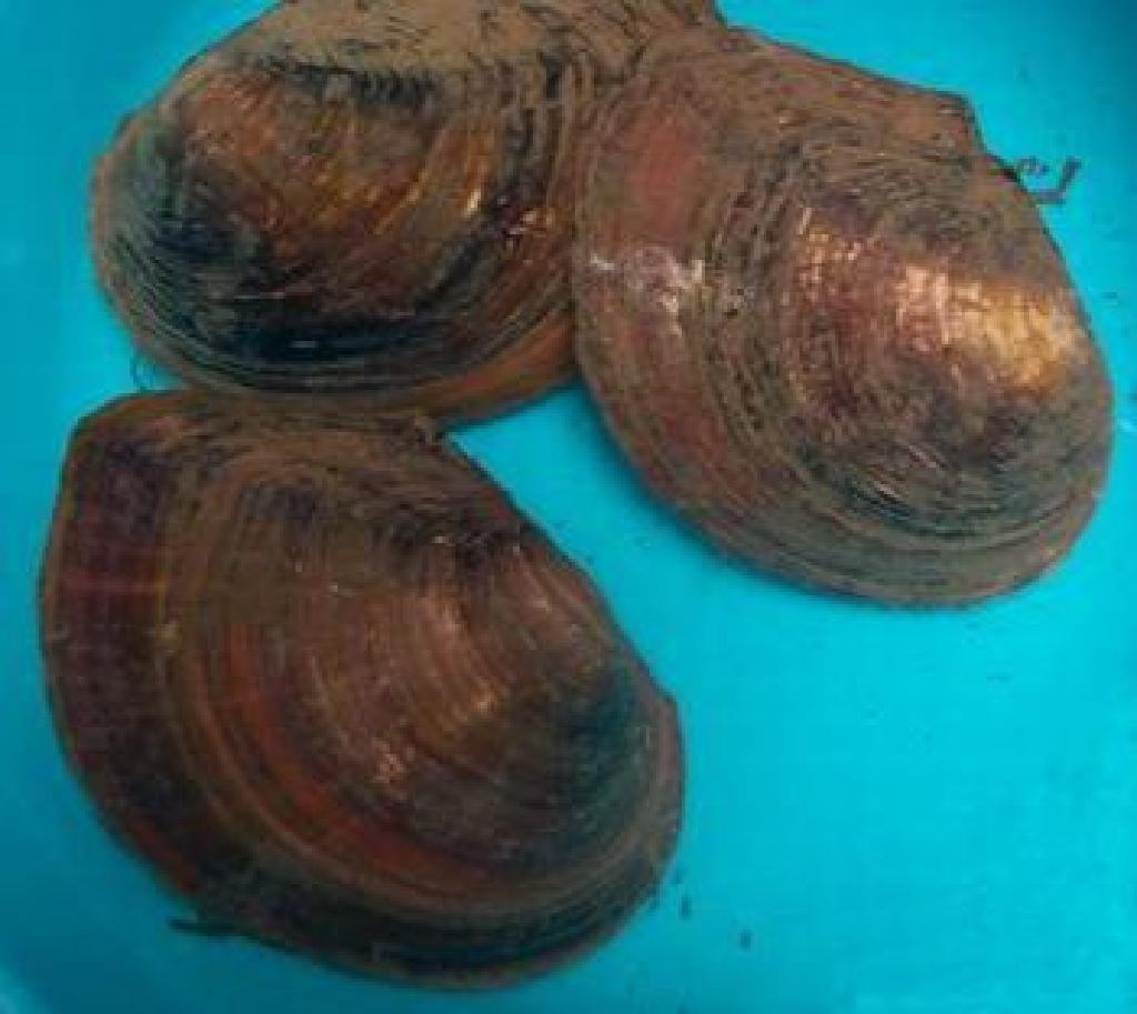 淡水珍珠蚌批发5-10年鲜活珠蚌活体珍珠河蚌养殖基地直发珍珠贝-阿里巴巴