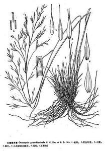 細(xì)弱落芒草