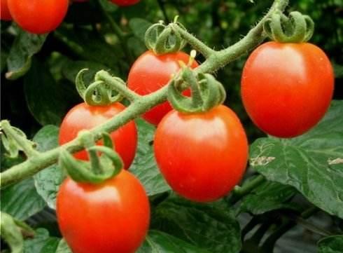 臺(tái)灣小蕃茄