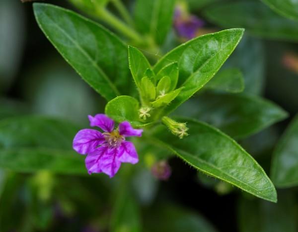 紫雪茄花