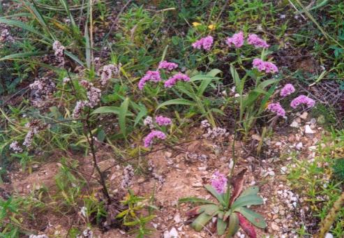 煙臺(tái)補(bǔ)血草