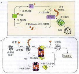 蛋白質(zhì)的酶促降解