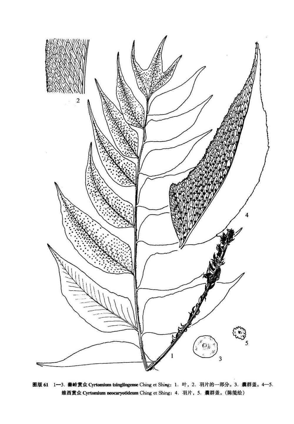 秦岭贯众
