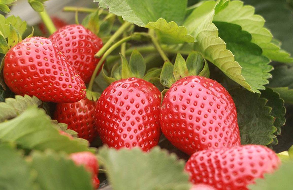 白鹤草莓