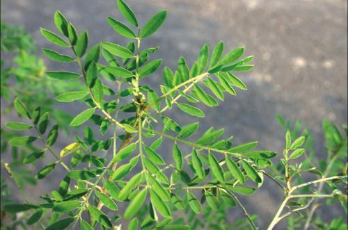 長(zhǎng)梗木藍(lán)