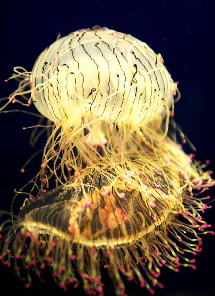 花笠水母