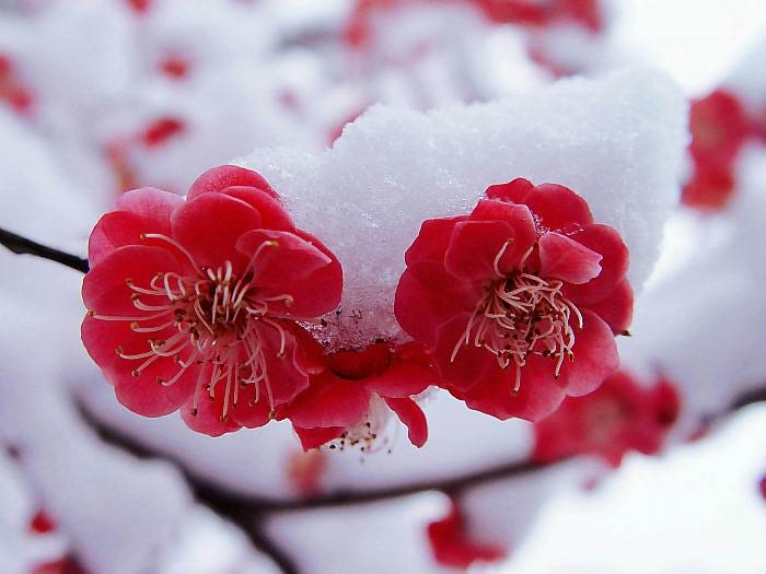 红梅傲雪