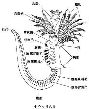 龙介虫科