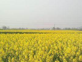 杨村村