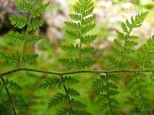 大衛(wèi)假冷蕨