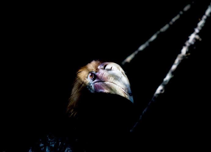 拿島皺盔犀鳥(niǎo)