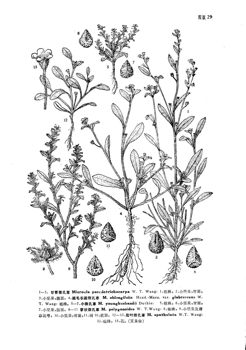 疏毛長(zhǎng)圓微孔草