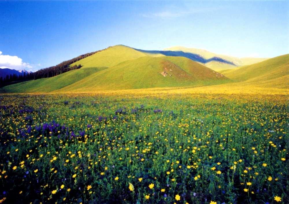 亞高山草甸