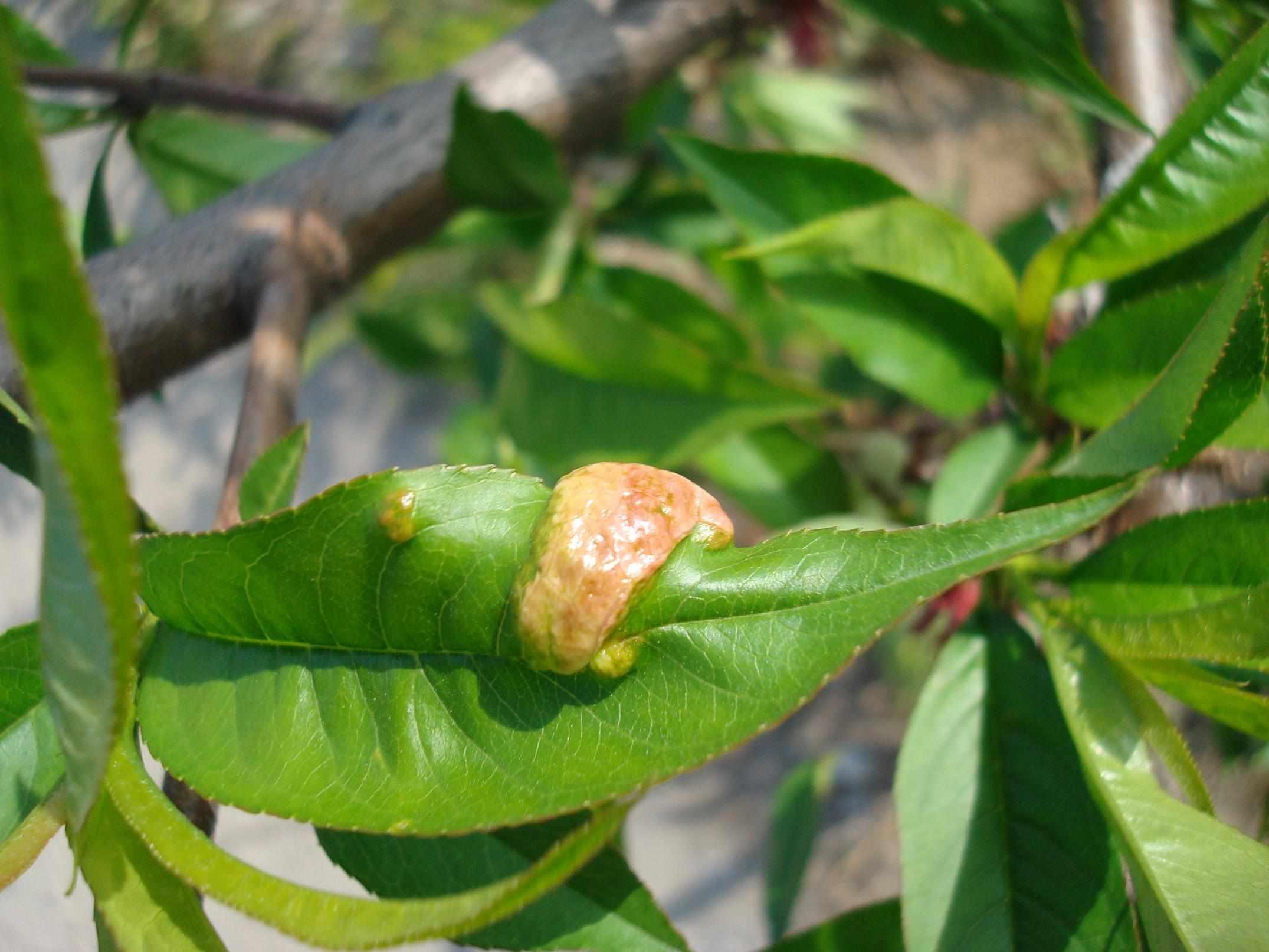 桃樹(shù)縮葉病