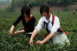 舒茶早芽