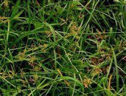 長(zhǎng)小穗莎草