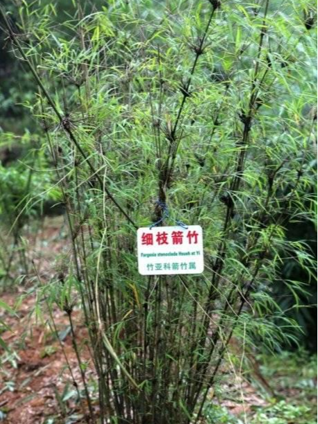 細枝箭竹