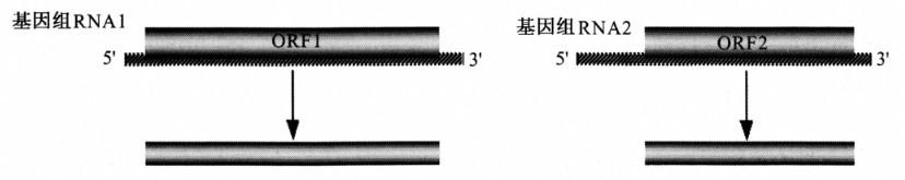 多分體基因組