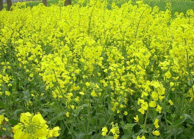 油菜栽培