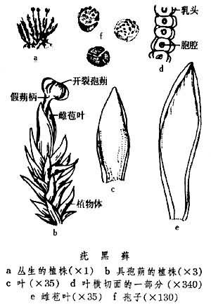 黑藓属