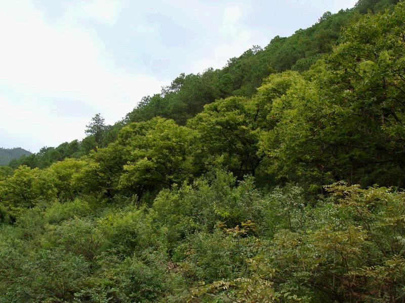 共吉村