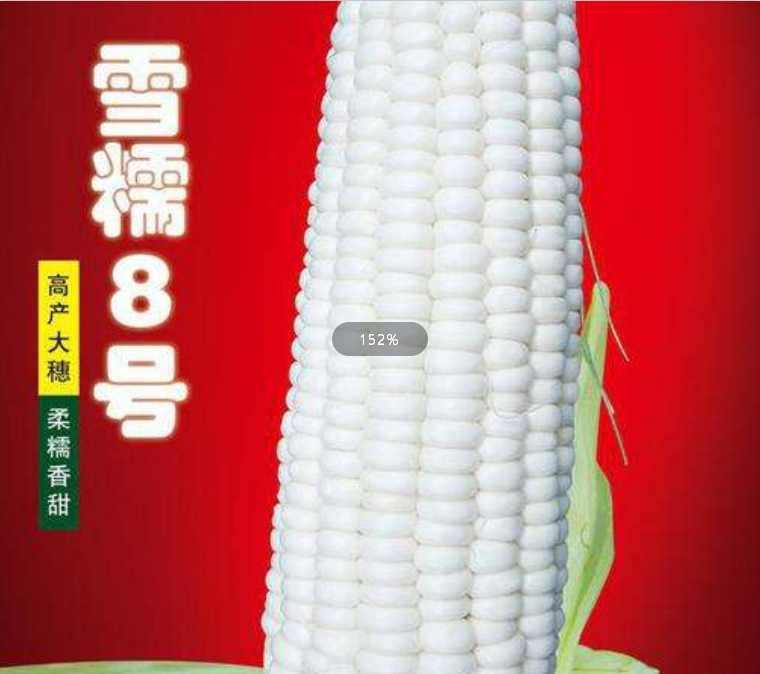 雪糯8號(hào)